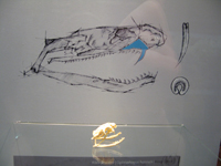 Detail: Vitrine Gebisse Schlangen - Zoo Aquarium Berlin